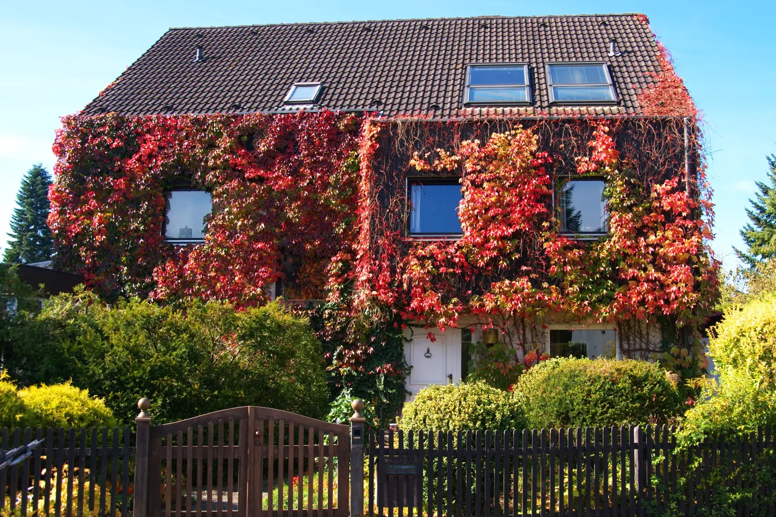 Zweifamilienhaus von der Straße, die Fassade von rotem Wilden Wein überwachsen